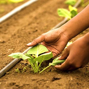 Contact us form image of a seedling