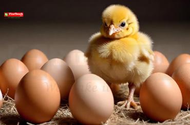 Home Egg Incubation Tips and Best Practices Finetouch article image