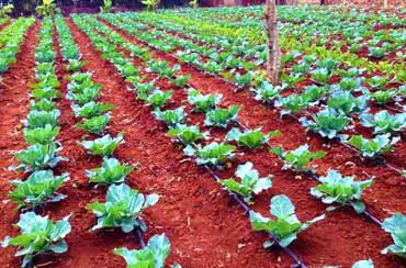 Types of Drip Irrigation Pipes in Kenya Finetouch article image