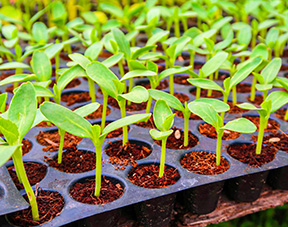 Finetouch Planting Trays and Media product category image