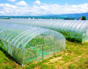 High-Quality UV-Treated Insect Net for Greenhouses in kenya product image - Finetouch